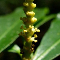 Excoecaria oppositifolia Griff.